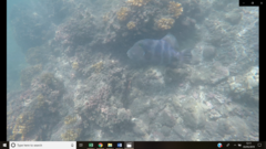 Pseudobalistes naufragium