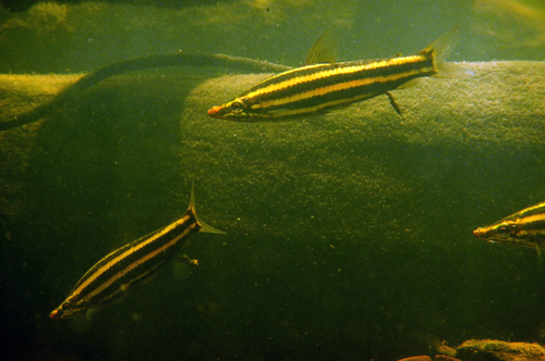 Striped anostomus (Anostomus brevior) — Anostomidae