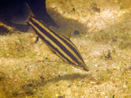 Striped anostomus (Anostomus brevior) — Anostomidae