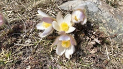 Pulsatilla vernalis