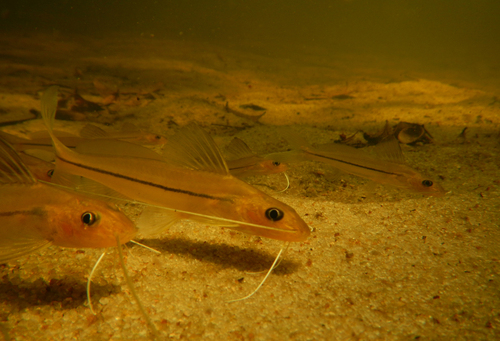 Graceful pimelodella (Pimelodella cristata) — Heptapteridae — 4