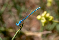Arabicnemis caerulea