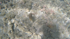 Canthigaster punctatissima
