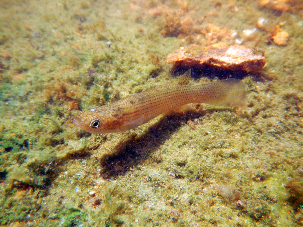 Vurige killivis (Anablepsoides igneus) — Rivulidae