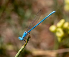 Arabicnemis caerulea