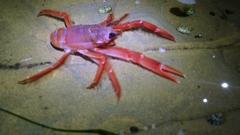 Grimothea planipes