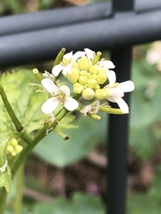 Alliaria petiolata