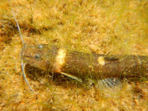 Longtail antenna catfish (Chasmocranus longior) — Heptapteridae