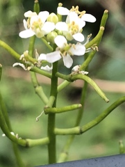 Alliaria petiolata
