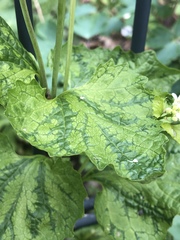 Alliaria petiolata