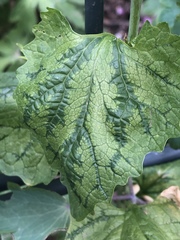 Alliaria petiolata