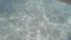 Pseudobalistes naufragium