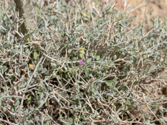 Vernonia arabica