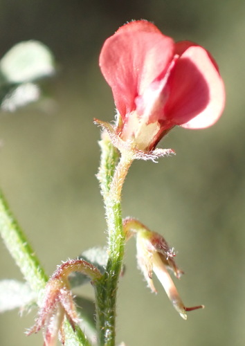 Image of Indigofera priorii by (c) Nicola van Berkel, some rights reserved (CC BY-SA)