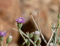 Vernonia arabica