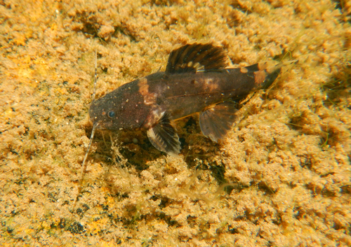 Frogmouth catfish (Batrochoglanis raninus) — Pseudopimelodidae