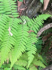 Amauropelta concinna