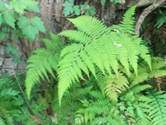 Amauropelta concinna