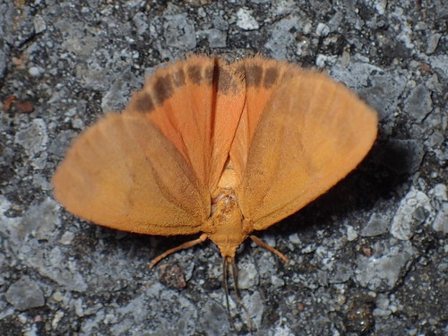 Orange Virbia Moth