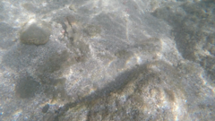 Halichoeres notospilus