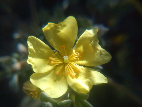 Crocanthemum glomeratum, photograph 3
