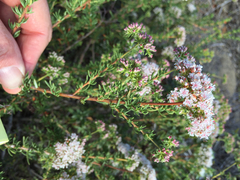Eriogonum fasciculatum fasciculatum