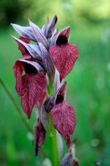 Serapias cordigera