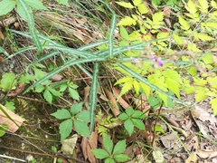 Desmodium psilophyllum