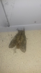 Peridea anceps