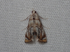 Eoparargyractis irroratalis