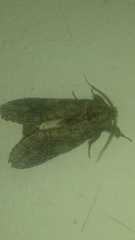 Peridea anceps
