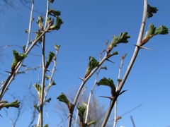 Ribes aciculare