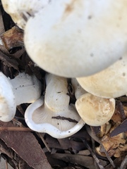 Leucopaxillus cerealis