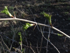 Ribes aciculare
