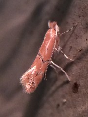 Phyllonorycter celtisella