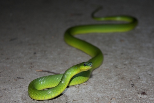Greater Green Snake
