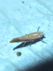 Phyllonorycter celtisella