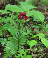 Trillium vaseyi