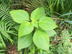 Greenmaniella resinosa