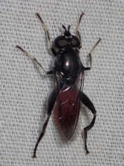 Xylotina
