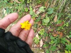 Packera coahuilensis