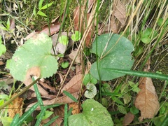 Packera coahuilensis