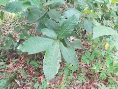 Quercus rysophylla