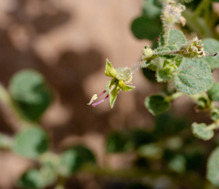 Cleome dolichostyla