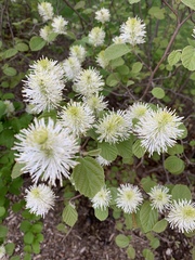 Fothergilla