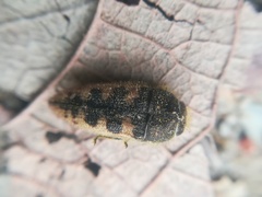Acmaeodera bowditchi
