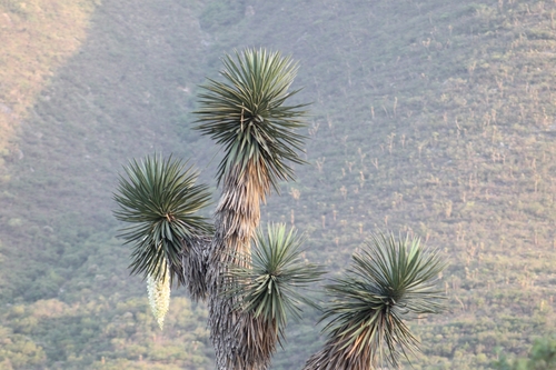Image of Yucca filifera by (c) José Gerardo Velasco, some rights reserved (CC BY-SA)