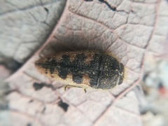 Acmaeodera bowditchi