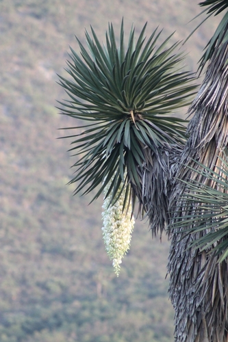 Yucca filifera