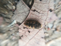 Acmaeodera bowditchi